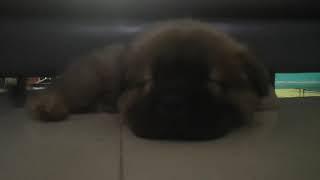 Sleeping brown Chow Chow