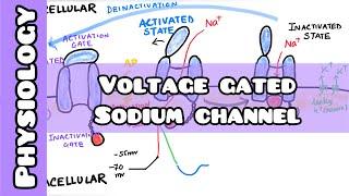 Voltage Gated Sodium Channel : Easy explanation for USMLE, NEET PG, INICET, NCLEX