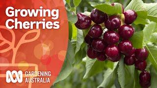 Growing cherry trees bursting with fruit | Growing fruit and veg | Gardening Australia