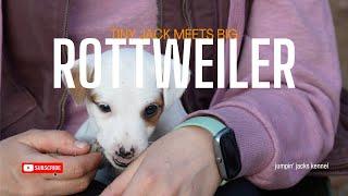 Tiny Jack Russell Meets Big Rottweiler – Camping Trip Surprise!