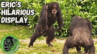 Incredible Dancing Chimp Amazes Viewers! Dancing Monkey