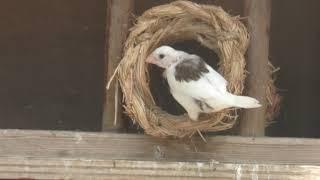 Aviary (Hiratsuka City Comprehensive park Fureai Zoo, Kanagawa, Japan) August 26, 2018