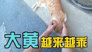 Pet Dahuang cat（A yellow cat that lives in my compound born in 2014）