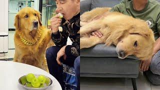 Maomao the Golden Retriever is like a human️#聪明旺豆豆 #金毛豆豆 #金毛寻回犬