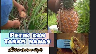 PETIK DAN TANAM NANAS - little kebun