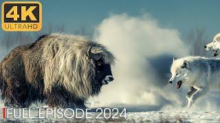 ARCTIC PREDATOR | The Unsung Heroes of the Arctic | Nature Animal Documentary