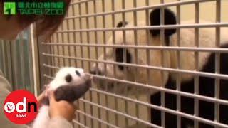 Panda cub meets mother in emotional first encounter since birth