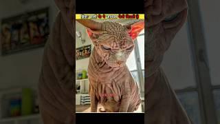 How dangerous do these animals look without hair | hairless animal's #short#trending#shorts