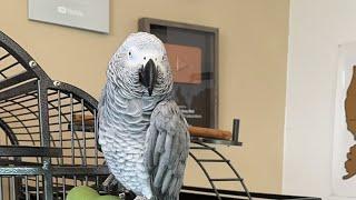 Two African Greys Talking Live