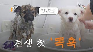 찰콩떡임보일기 #2 ㅣ길에서 보호소에서 살았던 3개월 된 유기견의 첫 목욕시간ㅣ1인가구 임시보호 #유기견임보