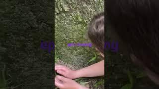 camoufrogging frog