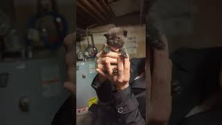 Rescuing kittens from a bodega basement