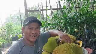 Kirim nangka j33 ke Kalimantan via Pesawat || cara packing yang aman #tekamyellow