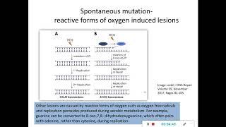 Mutation 5- Spontaneous mutation/nucleotide lesions & transposons