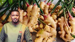 How Most Ginger Farmers ‍ Lost Big Time This Season