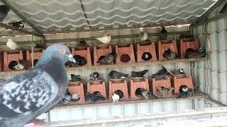 Modern Pigeon Farm 2024.