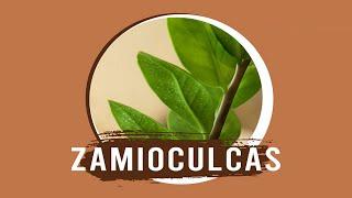 Zamioculcas: come prendersene cura con CIFO