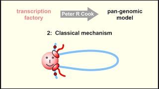 The pan-genomic model: the role of transcription factories in chromosome structure and function – 2