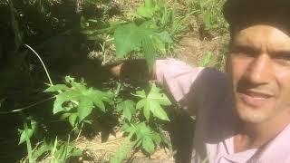 Castor Beans for Pruning and Raising Young Seedlings | FOOD FOREST | AGROFORESTRY PRACTICES