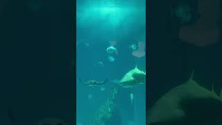 FISHIES#shortvideo #shortsvideo #shorts #short #fish #travel #aquarium #shark #animals #animal