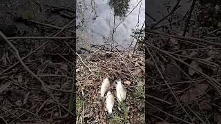 карась, запускаю карася в лесное озеро, fishing in the river