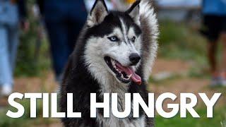 Siberian Husky Eats a Completely Reasonable Amount of Food and is Satisfied