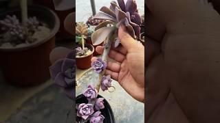 알아야 할 다육 식물에 대한 유용한 팁 #suculentas #succulent #다육이들 #多肉植物