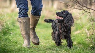 Training a Family Gundog