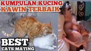 Kumpulan Kucing Kawin Terbagus | The Best Cats Mating