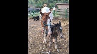 The Story of Alice - C Lazy U Ranch's Baby Horse