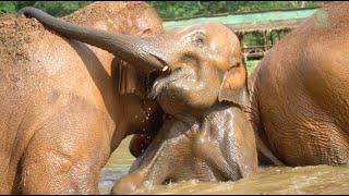 Happy Rescue Anniversary NamThip! - ElephantNews