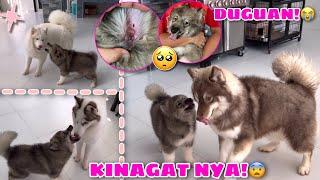 Kinagat Ni Chanel Si MUSTANG! | Mustang Meets The Pack GONE WRONG! | Husky Pack TV