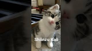 Ccp kucing imut #cat #ccp #kucing #kucinglucu #kucingimut #viral #fyp #shorts