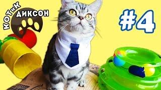    КотЁнок ДИКСОН Новая ИГРУШКА ЗЕЛЕНАЯ ПИРАМИДКА Смешное видео с кошками 2016