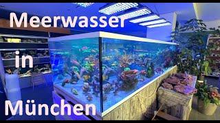 MEERWASSER AQUARISTIK in München - Das ist die Riffgärtnerei!