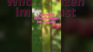 3 wichtige Wildpflanzen im August #wildkräuter #kräuter #garten #kräuterkeller #shorts #pflanzen