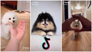Cute Dogs  Doing Woah Challenge | Best TikTok Compilation