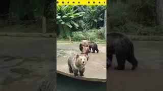 idhar bhi de de bhai |   funny video #bear #reaction   animalfunnyvideo #dhamabhai