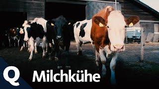 Kuhhaltung – Wie wir an unsere Milch kommen (Ganze Folge) I Quarks