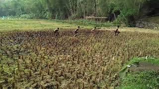 bocil telanjang di sawah