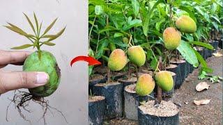 Best Skills growing Mango tree from mango fruit 100% success
