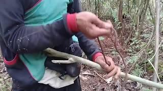 Cara pasang jerat babi hutan paling ampuh versi anakgunung