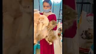 Big 3 fluffy cats |catsbae CATTERY