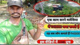 मलेशिया के Plantation Company का सचाई, Palm Oil Company In Malaysia, Realty in Malaysia work ,