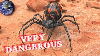 TOP 10 most Dangerous Spiders of the World