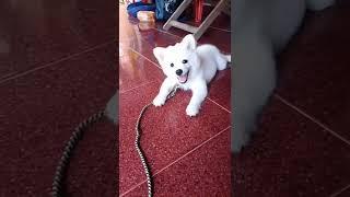 1 months puppy barking voice Pomeranian#short