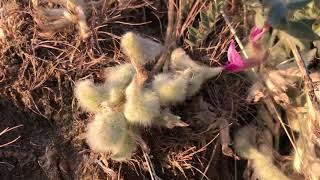 Woollypod Milkvetch (Astragalus purshii)