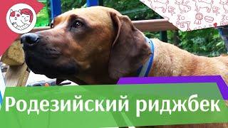 Родезийский риджбек на ilikepet. Особенности породы, уход