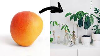 The FASTEST Way To Grow A Mango