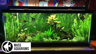 5 AQUARIUM PLANTS for BEGINNERS: Jungle Val, Dwarf Lily, Bacopa, Amazon Sword & Ludwigia Repens